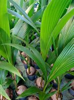 XL (150 cm) Echte Kokospalme.🌴 XL (150cm) COCOS NUCIFERA